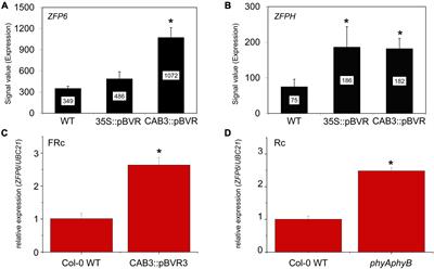 Phytochrome-Dependent Regulation of ZFP6 and ZFPH Impacts Photomorphogenesis in Arabidopsis thaliana